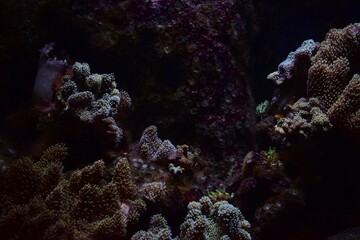 Fototapeta premium Picturesque underwater shot of a variety of exotic coral species in the clear, blue water