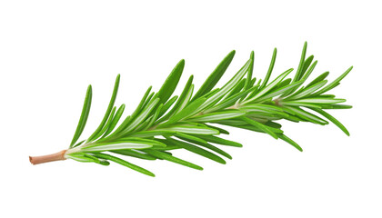 Fototapeta premium twig of rosemary isolated on transparent background cutout