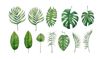 collection of green leaves isolated on transparent background cutout
