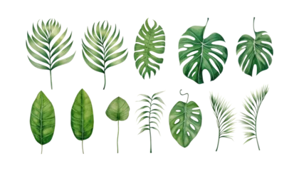 Behang Tropische bladeren collection of green leaves isolated on transparent background cutout