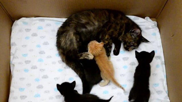 Mother cat and baby cats. Domestic cat female protecting her kittens in a cardboard box. Small newborn cat babies breastfeeding on mommy.