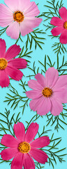 Summer or fall floral background. Bright Pink Cosmos bipinnatus flowers with leaves on blue background. Wallpaper for cell phone or bookmark.