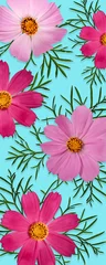 Fotobehang Summer or fall floral background. Bright Pink Cosmos bipinnatus flowers with leaves on blue background. Wallpaper for cell phone or bookmark. © Yuliia