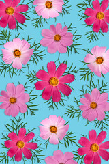 Fototapeta na wymiar Summer or fall floral background. Bright Pink Cosmos bipinnatus flowers with leaves on blue background. Wallpaper for cell phone or bookmark, book cover.
