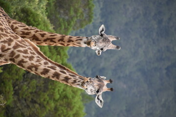 African giraffes seen on a safari in Arusha National Park in Tanzania