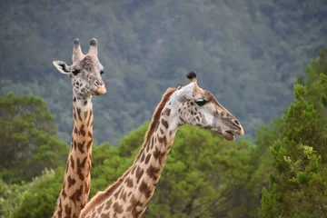 Schilderijen op glas African giraffes in the wild in Arusha National Park, Tanzania © ChrisOvergaard