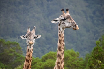 African giraffes in the wild in Arusha National Park, Tanzania