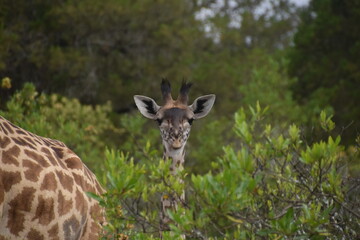 Naklejka na ściany i meble African giraffes in the wild in Arusha National Park, Tanzania