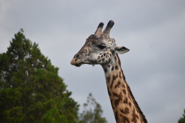 African giraffes in the wild in Arusha National Park, Tanzania