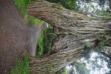 Photo sur Plexiglas Kilimandjaro Massive African Banyan Tree that you can drive through in Arusha, Kilimanjaro