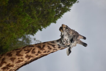African giraffes in the wild in Arusha National Park, Tanzania