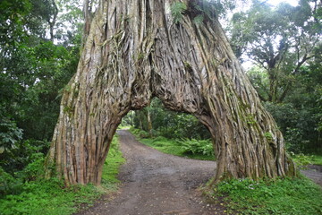 Massive African Banyan Tree that you can drive through in Arusha, Kilimanjaro