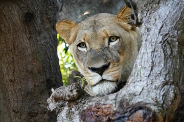 Closeup shot of a lion perched atop a tall tree in a forest setting.