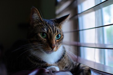 Portrait of a tabby cat sitting by window