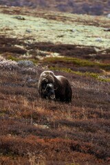 Closeup of a brown Musk Ox grazing in a field of tall with  blurry background