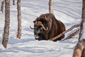 Closeup of a brown Musk ox standing in a snow-covered landscape with a blurry background