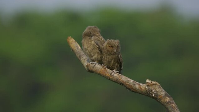 A pair of young sunda scops owl otus lempiji interacting over a tree branch with natural bokeh background
