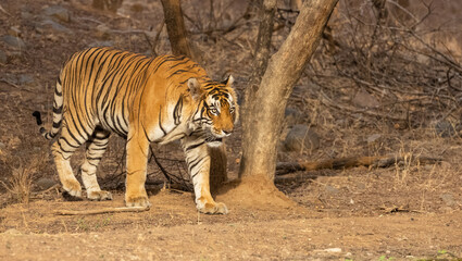 Male tiger (Panthera tigris) at the forest of Ranthambore tiger reserve.