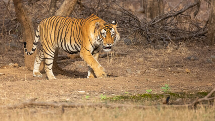 Male tiger (Panthera tigris) at the forest of Ranthambore tiger reserve.