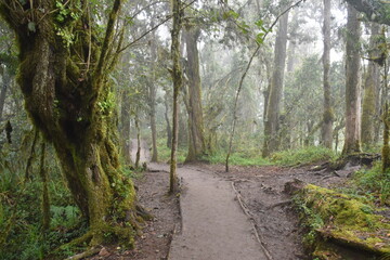 The misty rainforests at the food of Mount Kilimanjaro in Tanzania