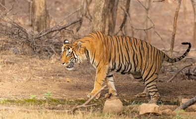 Obraz premium Male tiger (Panthera tigris) at the forest of Ranthambore tiger reserve.