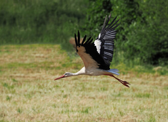 Storch im Flug