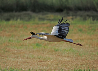 Fototapeta premium Storch im Flug