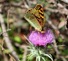 Kardinal Schmetterling auf pinker Distel