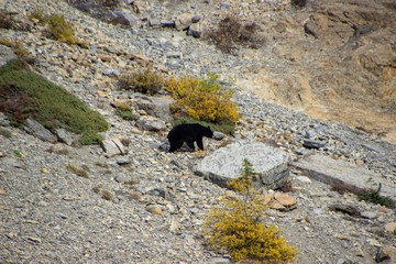 Brown bear walking between rocks