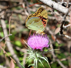 Kardinal Schmetterling auf pinker Distel