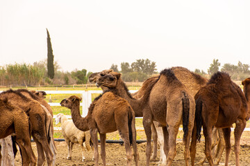A herd of camels on a camel farm on a dusty day in Bou Saâda, Algeria.