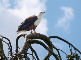 African Fish Eagle