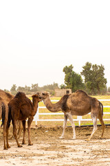 A herd of camels on a camel farm on a dusty day in Bou Saâda, Algeria.