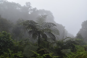 The misty rainforests at the food of Mount Kilimanjaro in Tanzania