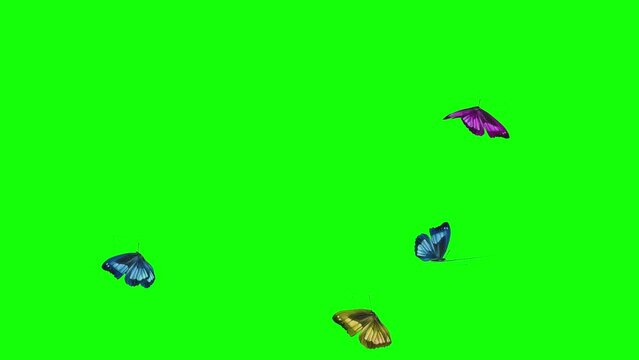 Beautiful Colorful Butterfly Flying  isolate, Seamless 3d Animation with Green Screen.