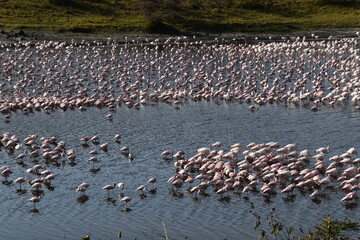 Thousands of Flamingos in an African lake in Arousha National Park, Tanzania