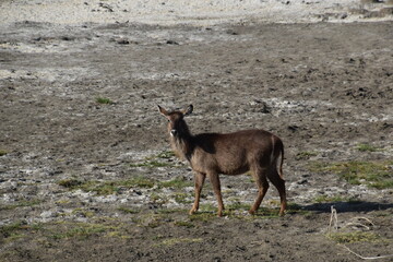 Wild deer in Arusha National Park in Tanzania, Africa