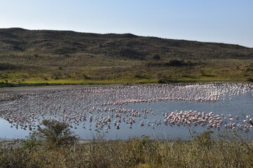 Thousands of Flamingos in an African lake in Arousha National Park, Tanzania