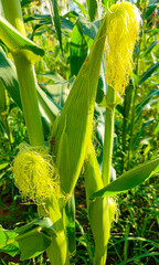 corn red corn yellow corn white corn fruit food2