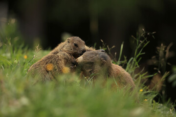 Marmot famyli © Artur