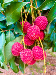 Lychee, Thai fruit, red peel, white flesh, sweet, natural flavor.4