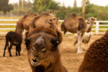 Close-up camel on a camel farm on a dusty day in Bou Saâda, Algeria.