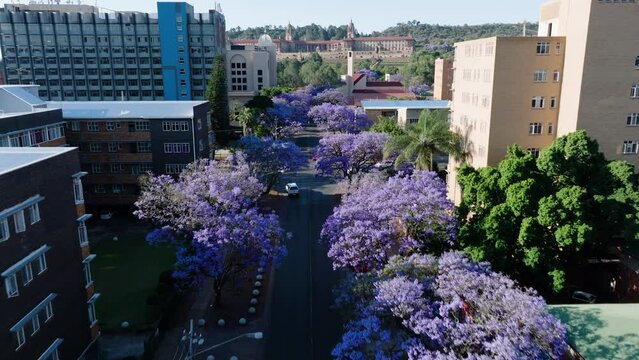 Aerial. Flying over beautiful flowering Jakaranda trees towards Parliament Buildings in Pretoria, South Africa