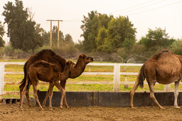 A herd of camels on a camel farm on a dusty day in Bou Saâda, Algeria.