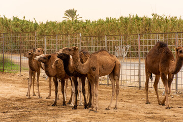 A herd of camels on a camel farm on a dusty day in Bou Saâda, Algeria.