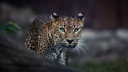 North China leopard Panthera pardus japonensis black backround Zoo