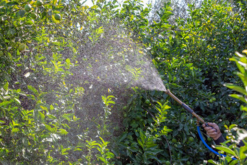 Pesticide application in the garden. It refers to the practical way in which pesticides (including...