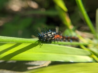 Doleschalia Polibete caterpillars eat fresh leaves with long hair