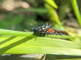 Doleschalia Polibete caterpillars eat fresh leaves with long hair