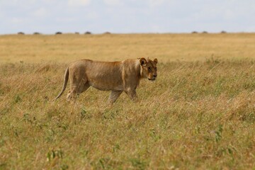 Beautiful Lions in the Serengeti National Park - Tanzania, Africa